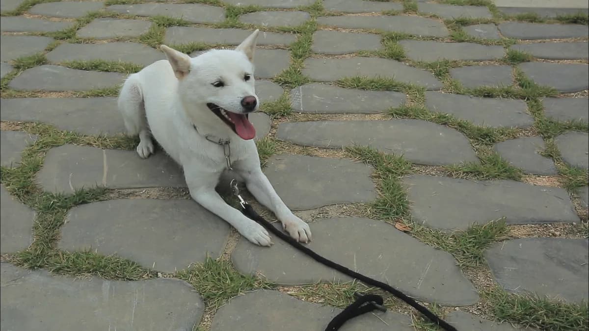 바닥에 엎드려 혀를 내민 흰색 동경이