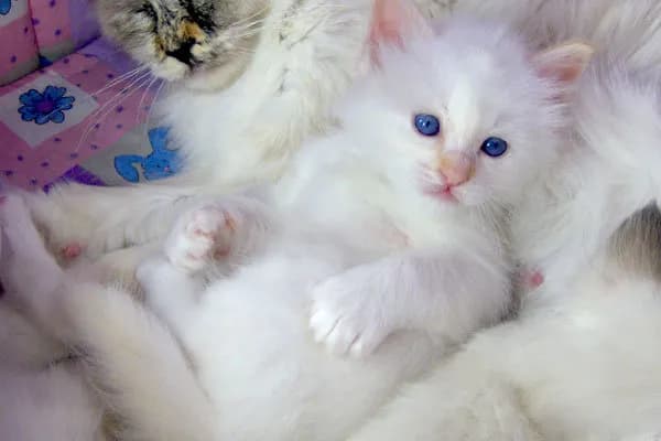 파란 눈의 흰색 버만 고양이 새끼