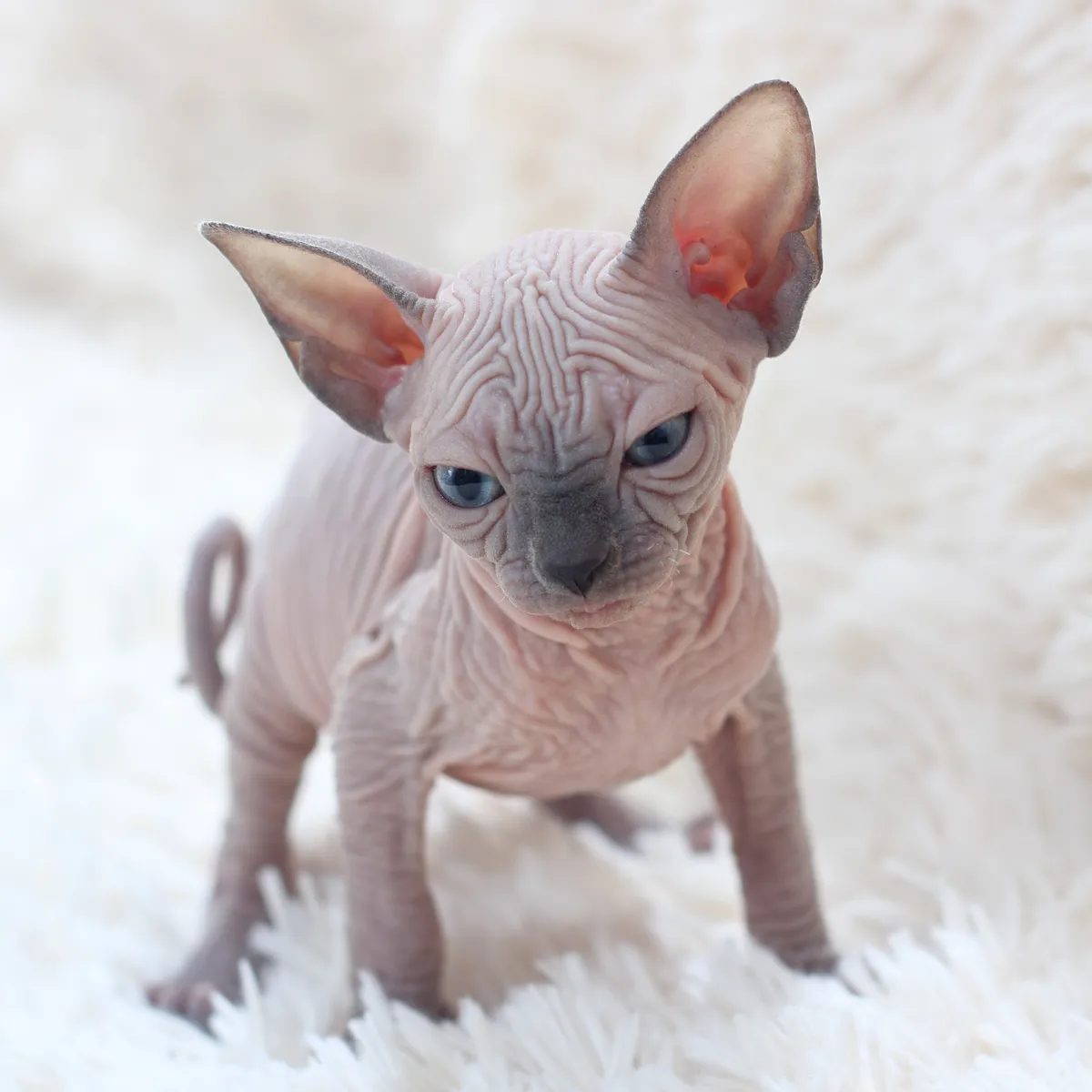 담요 위에 서 있는 스핑크스 새끼 고양이