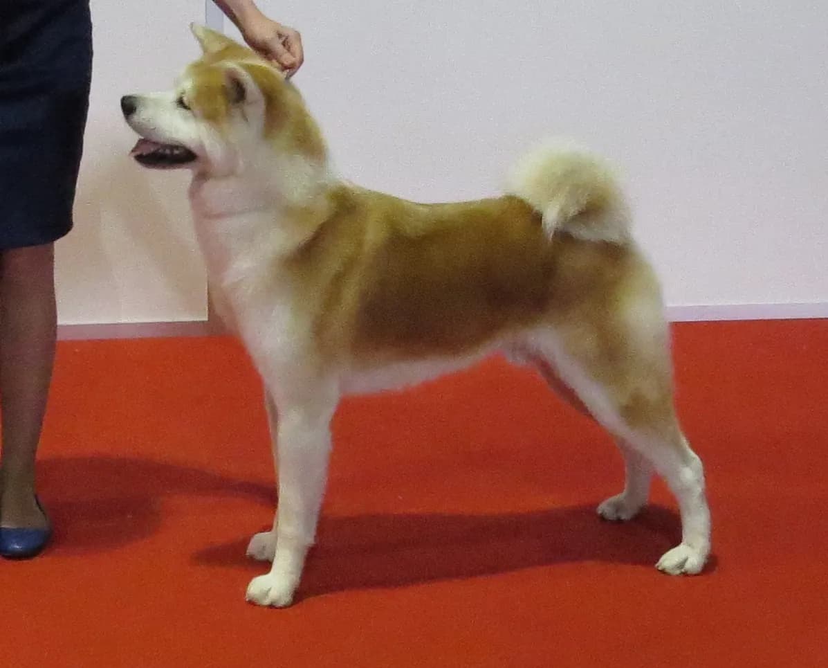 옆모습으로 선 적백색 아키타