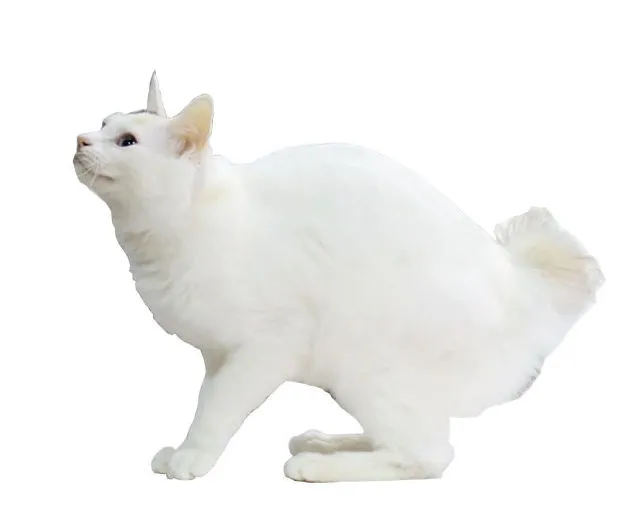 복슬복슬한 짧은 꼬리를 가진 흰색 장모 재패니즈밥테일