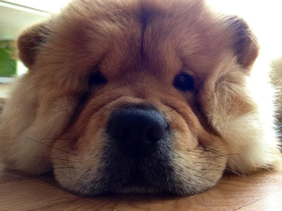 바닥에 엎드린 차우차우의 주둥이 클로즈업