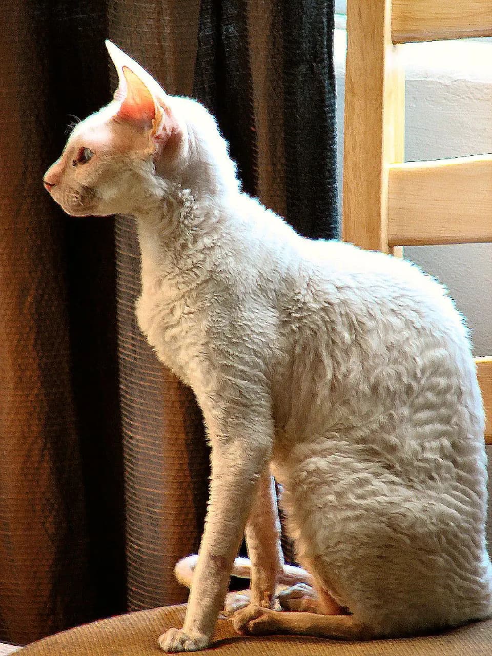 옆모습으로 앉은 크림색 코니시 렉스